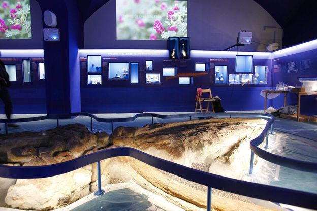 Firenze, al museo di Storia naturale arriva una balena di tre milioni di anni fa
