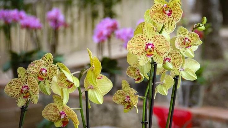 La “Zagara di primavera” espone orchidee all’Orto botanico
