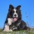 Il cervello dei cani distingue il sorriso e alcune emozioni umane