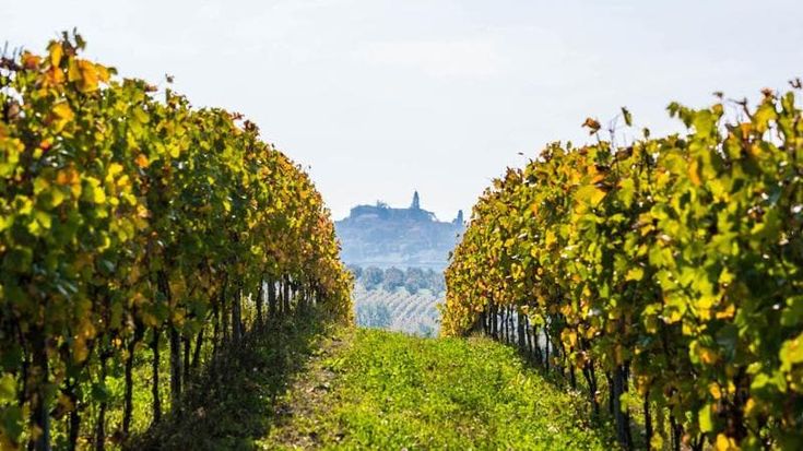 Nizza Docg, il 2023 è da record: +27%
