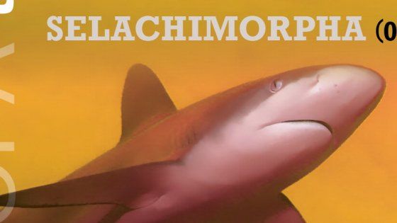 Parma, "Selachimorpha": rassegna di Danza a Europa Teatri 