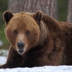 Un'orsa e i suoi due cuccioli trovati morti in Trentino