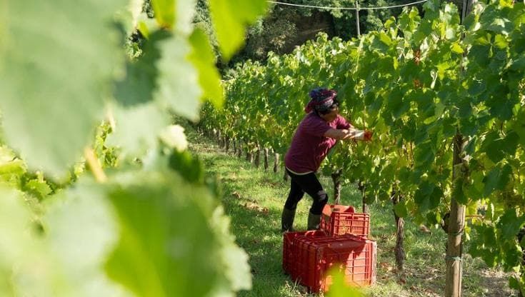 Cantina è donna, le cinque viticoltrici campane leader in azienda