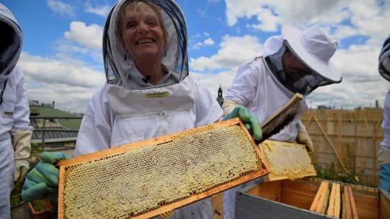 Sos miele italiano: tra siccità, incendi e inquinamento la produzione è crollata a un terzo