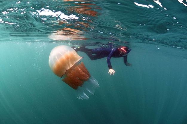Gb, l'invasione delle meduse giganti