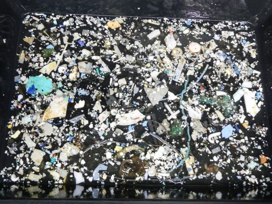 Pacifico: com'è grande l'isola di plastica