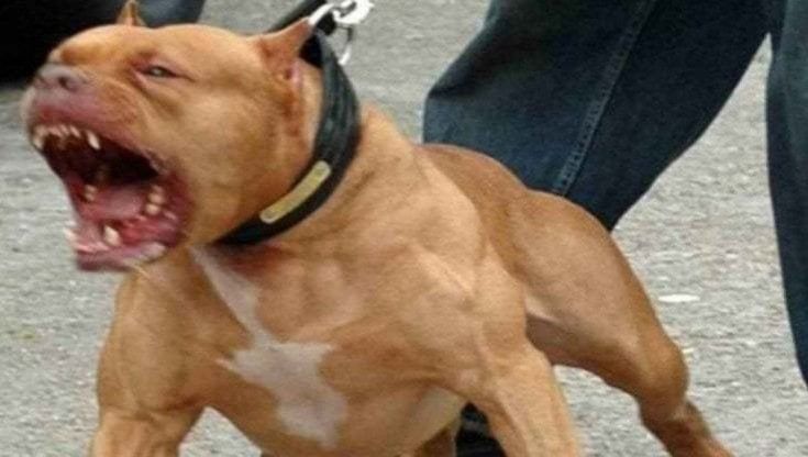 Bari, i vigili fermano un parcheggiatore abusivo e il suo cane li azzanna: arrestato 55enne 