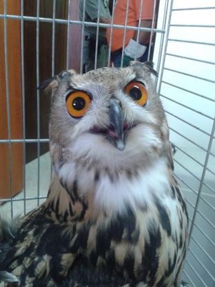 Gufo reale scappa da casa e vola in strada, denunciato il proprietario