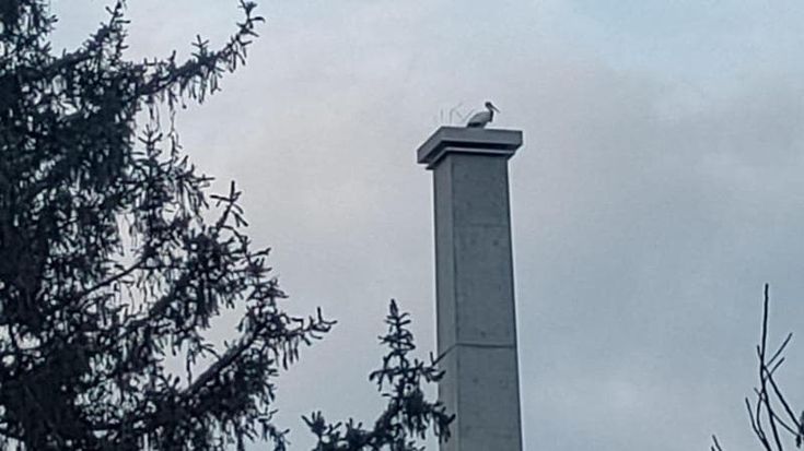 Una nuova casa per Raul e Pina, le cicogne di Pinerolo