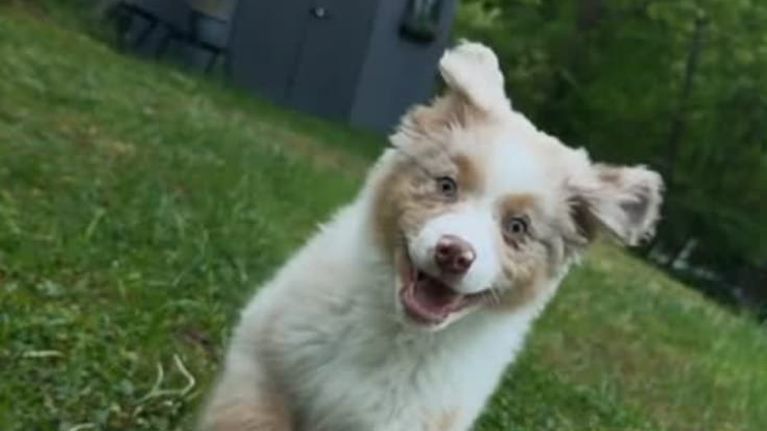 Rimangono tutti senza parole davanti all’uso insolito che il cane Murph fa del suo box