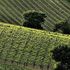 Quelle vacanze che profumano di vino