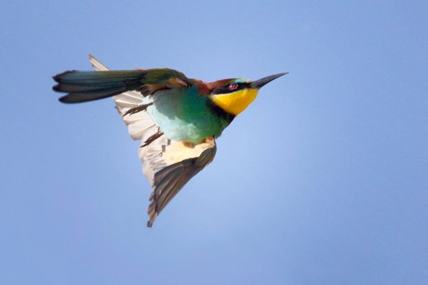  Castelvolturno, arcobaleno di colori con il passaggio dei gruccioni