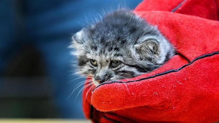 Don’t Say ‘Cat’