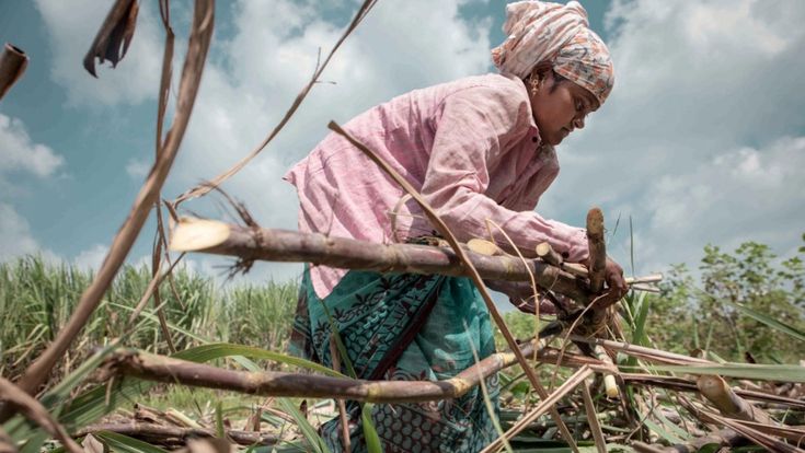 Sugar girls: lo zucchero amaro dell'India