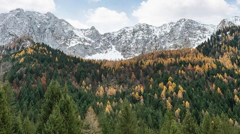 Neanche le foreste d’alta quota sono più al riparo dai cambiamenti climatici