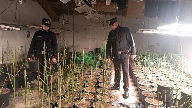 Marijuana per un milione e mezzo di euro nella “serra modello” vicino ad Alessandria: tre arresti