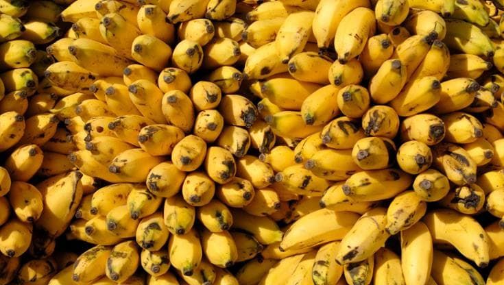 Crisi climatica: banane a rischio estinzione
