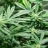 Andrà a processo l'ideatore della cannabis light in Italia. 