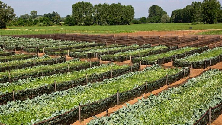 Chiocciole, in 5 anni più che triplicati gli allevamenti che seguono il "metodo Cherasco"