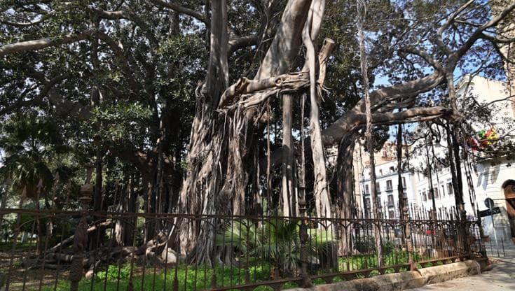 Il ficus di piazza Marina è gravemente malato: la metà della pianta è compromessa