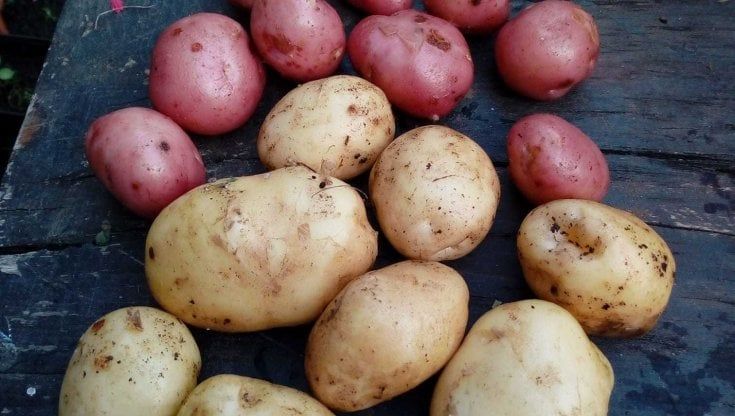 La patata Walser, una capsula del tempo che arriva dal passato