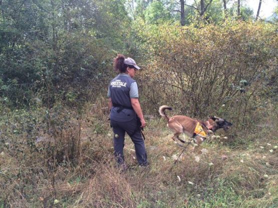 Orso trovato morto, l'unit&agrave; antiveleno al lavoro