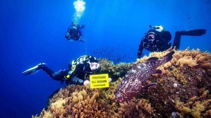 Mar Ligure bollente: nuove specie di pesci irrompono dal Canale di Suez