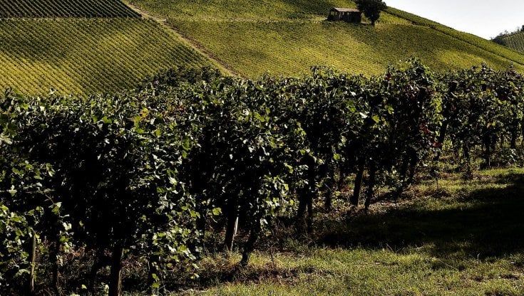 "Vino adulterato", sei imprenditori indagati nell'Oltrepò pavese
