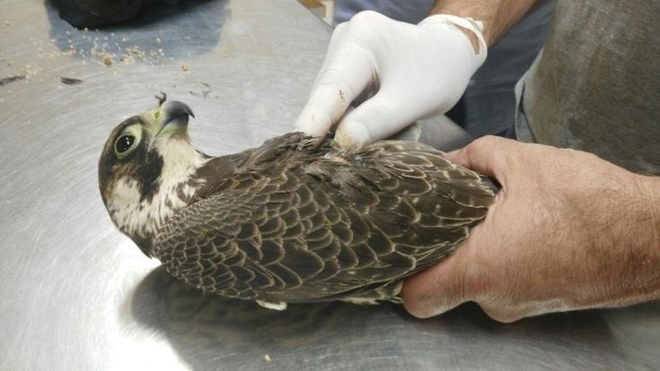 Caserta, bracconieri sparano a un giovane falco pellegrino