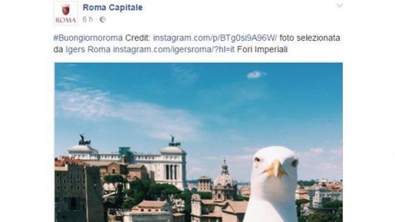 Roma, foto col gabbiano sul profilo Facebook del Campidoglio. Poi le scuse: "Pubblicata per errore"