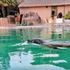 Francia, colletta per comprare lo zoo: “Così libereremo gli animali”