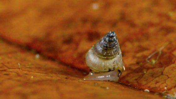 Scoperta una nuova specie di lumaca. L'hanno chiamata Greta Thunberg