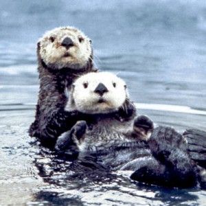 Usa, uccisi 4 milioni di animali dal governo: "In conflitto con attivit&agrave; umane"