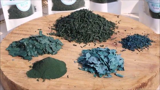 Alga Spirulina, a Fidenza si coltiva il superfood 