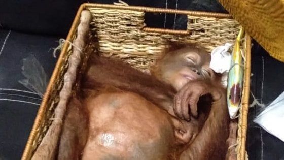 Indonesia, trovato con un orango drogato in valigia: lo voleva come animale da compagnia