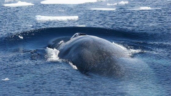 Le balene sono ambidestre: in superficie usano il lato sinistro andando a caccia di cibo