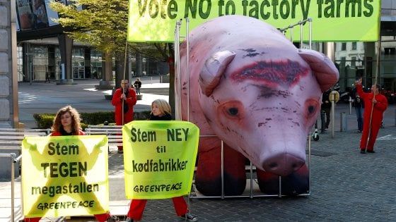 Bruxelles, blitz di Greenpeace contro gli allevamenti intensivi: "L'Ue decida"