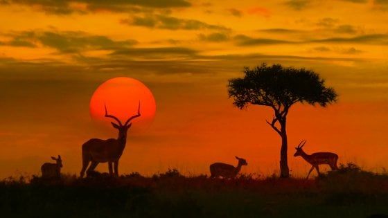 Volare a Johannesburg, destinazione natura. E non solo