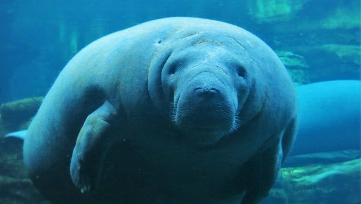 Florida: strage di lamantini, affamati per le alghe invasive