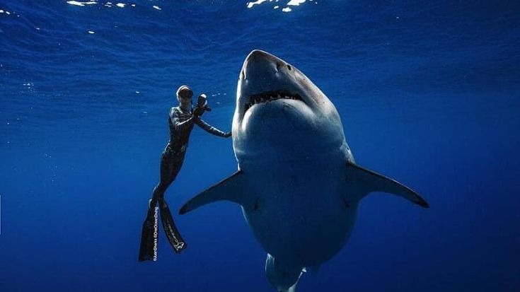 Influencer morsi dagli squali per il selfie perfetto, gli esperti: “Tre casi in meno di un anno”
