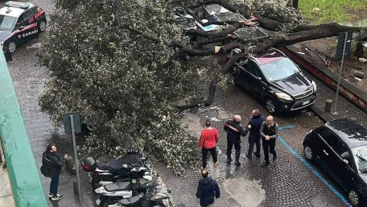 Maltempo a Napoli, terrore in strada: crolla un albero in piazza Cavour, cade impalcatura in via Aniello Falcone 