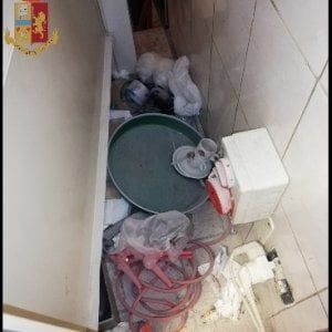Torino, in panetteria di piazza Bengasi c'erano blatte e escrementi: titolare denunciato