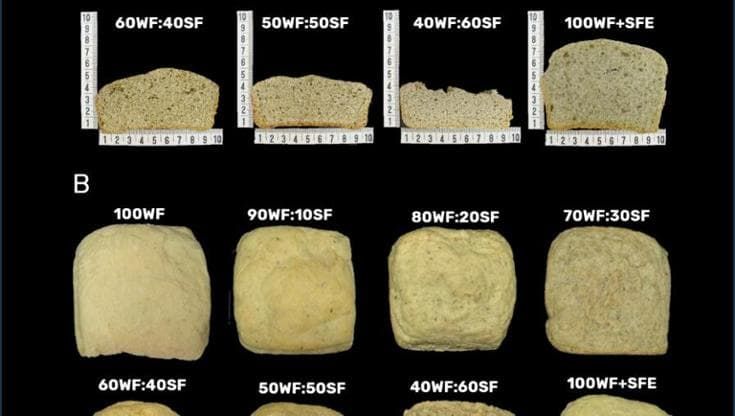 Un pane proteico ottenuto dagli scarti della produzione di olio di semi