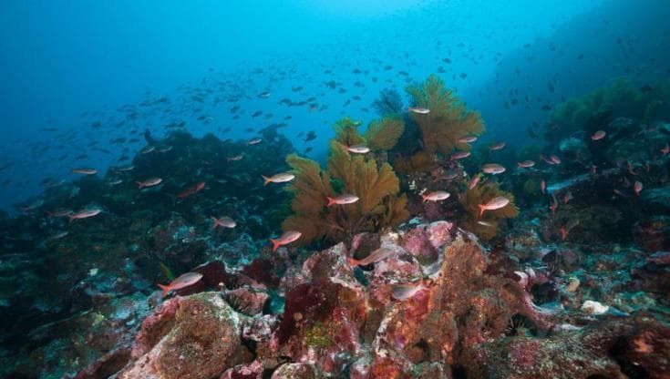 I coralli degli abissi profondi sono più vulnerabili ai cambiamenti climatici di quanto pensiamo