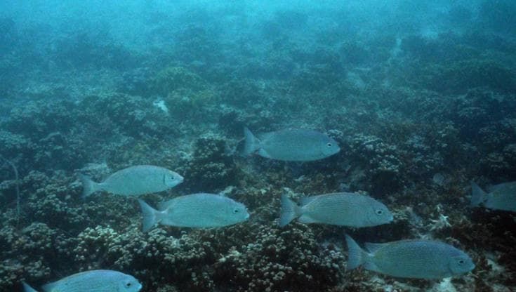 Addio al 10% di coralli duri nel mondo. "Barriere al collasso, ma possiamo ancora salvarle"
