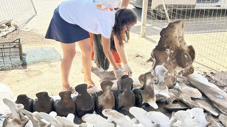 Il capodoglio spiaggiato a Polignano diventa un'opera d'arte: l'installazione corale sarà esposta a Taranto