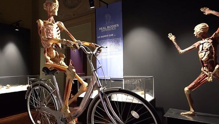 Bari, dal 25 novembre arriva Real Bodies: "Veri corpi in esposizione per ammirare l'anatomia umana"