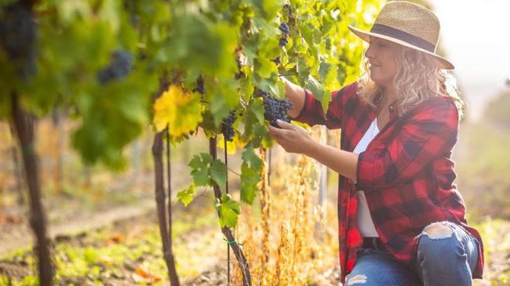 Vignaioli indipendenti italiani: attenti alla sostenibilità, puntano sull'enoturismo