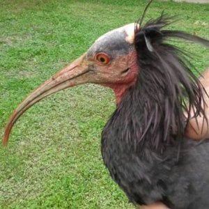Era scomparso dal 1600, l'Ibis Eremita riappare su un terrazzo nei pressi dell'aeroporto di Cuneo