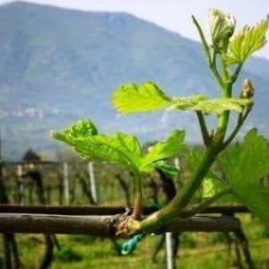 Città europea del Vino, cerimonia a Napoli per l'investitura del Sannio-falanghina
